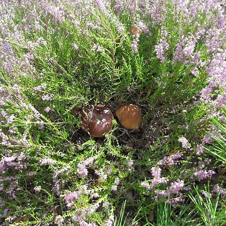 Agroturystyka Rzecin *