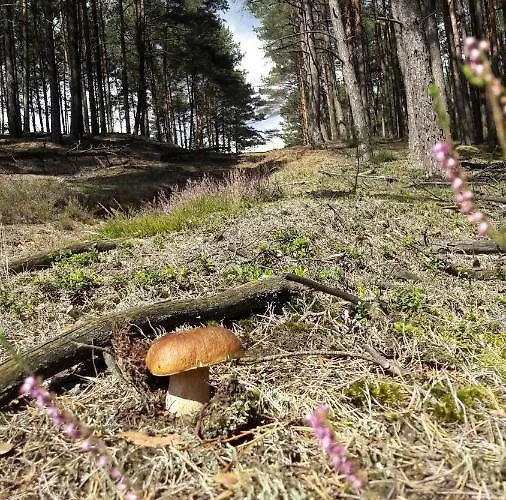 农家乐 Agroturystyka Rzecin 弗龙基