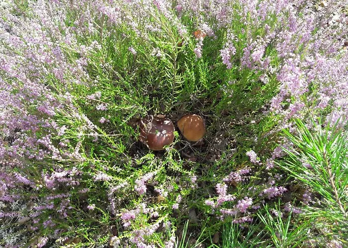 Agroturystyka Rzecin *